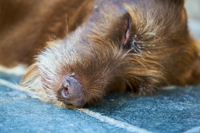 Comment organiser l’enterrement d’un chien ?