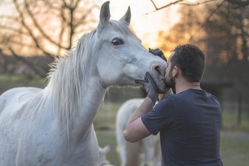 Peut-on incinérer un cheval ?